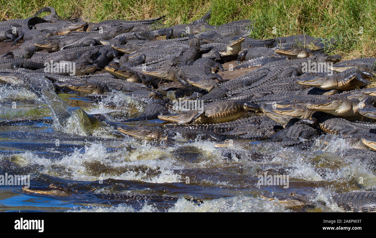 Florida sinkhole hires stock photography and images Alamy