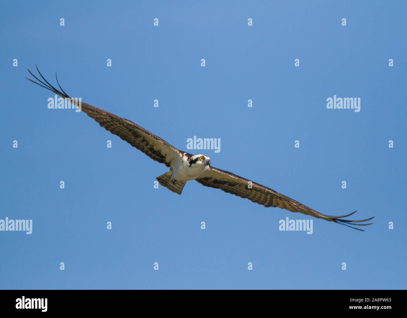 Osprey (Pandion haliaetus) in flight, Myakka River State Park, Sarasota, Florida, USA Stock Photo