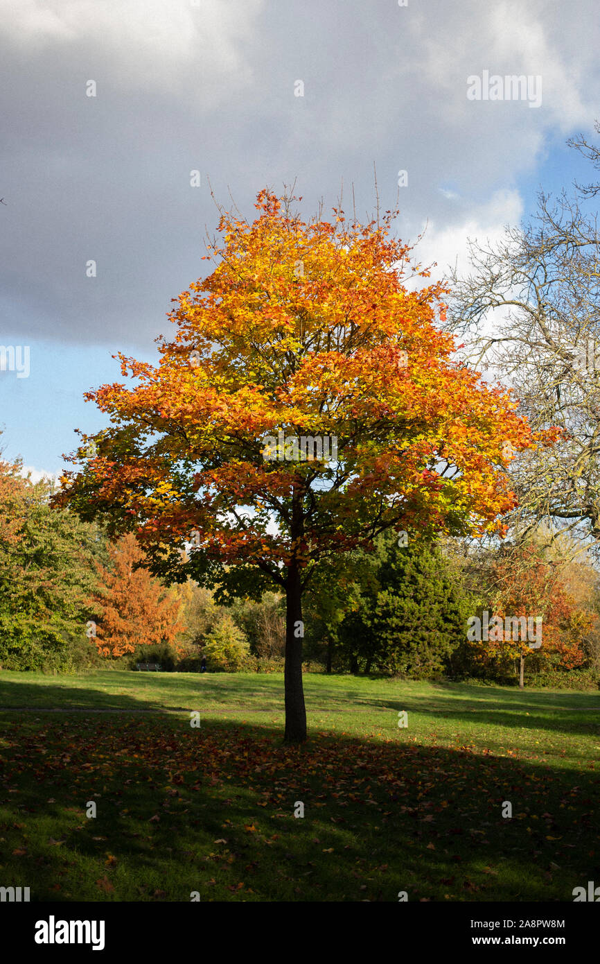 View of tree with reddening leaves on Wandsworth Common, London Stock Photo