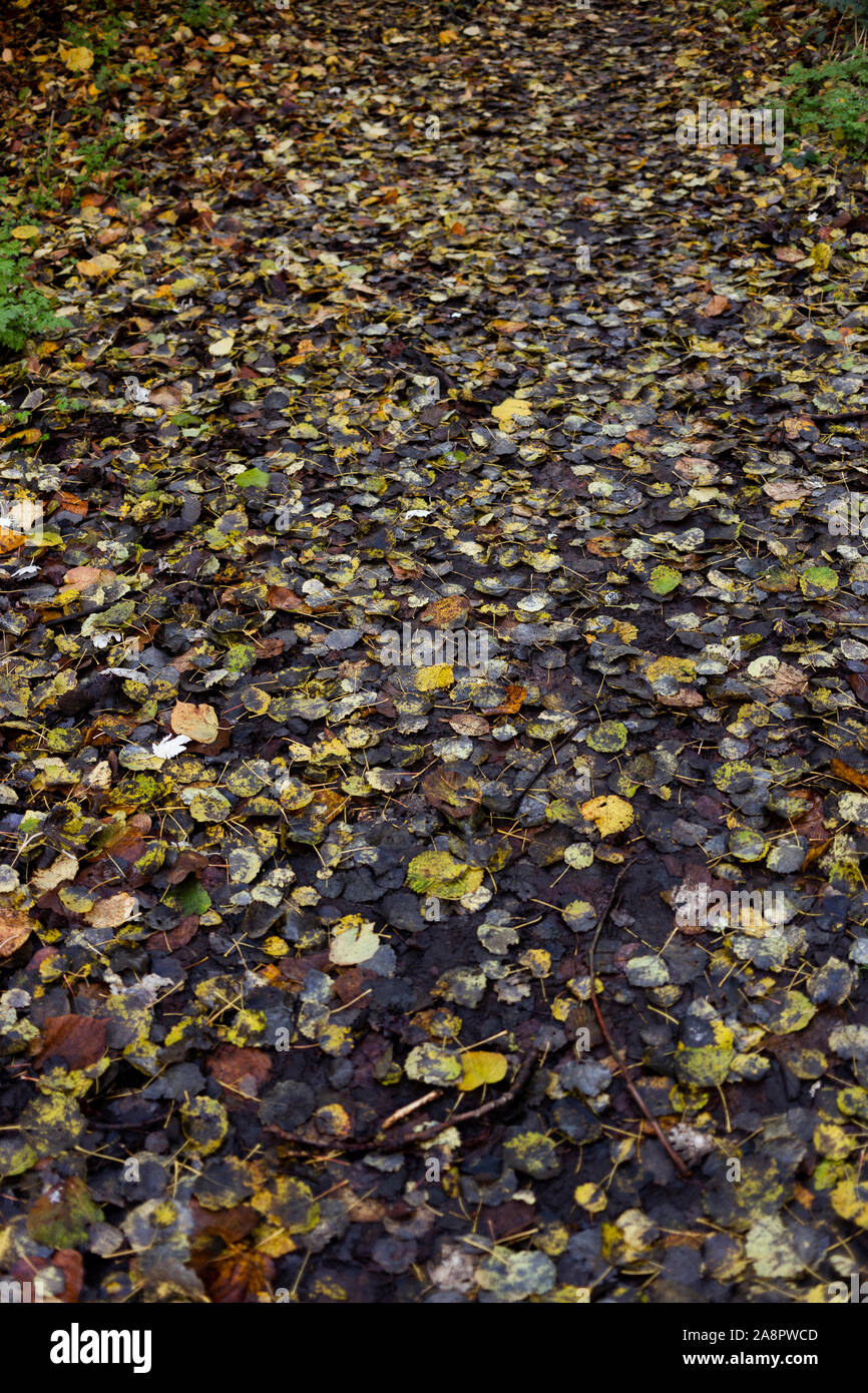 Trees and leaves in Wandsworth Common, London Stock Photo
