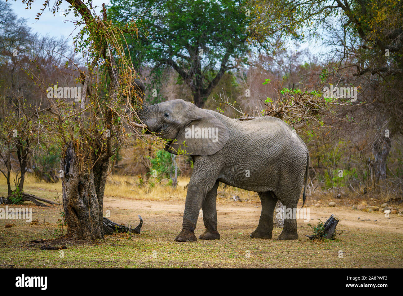 elephant in kruger national park in mpumalanga in south africa Stock Photo