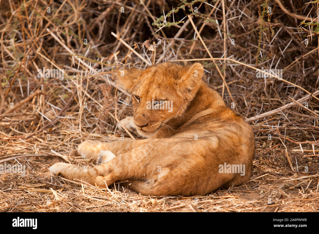 Lion cub rests in the shade of a thorn bush during the afternoon sun, Ruaha National Park, Tanzania Stock Photo