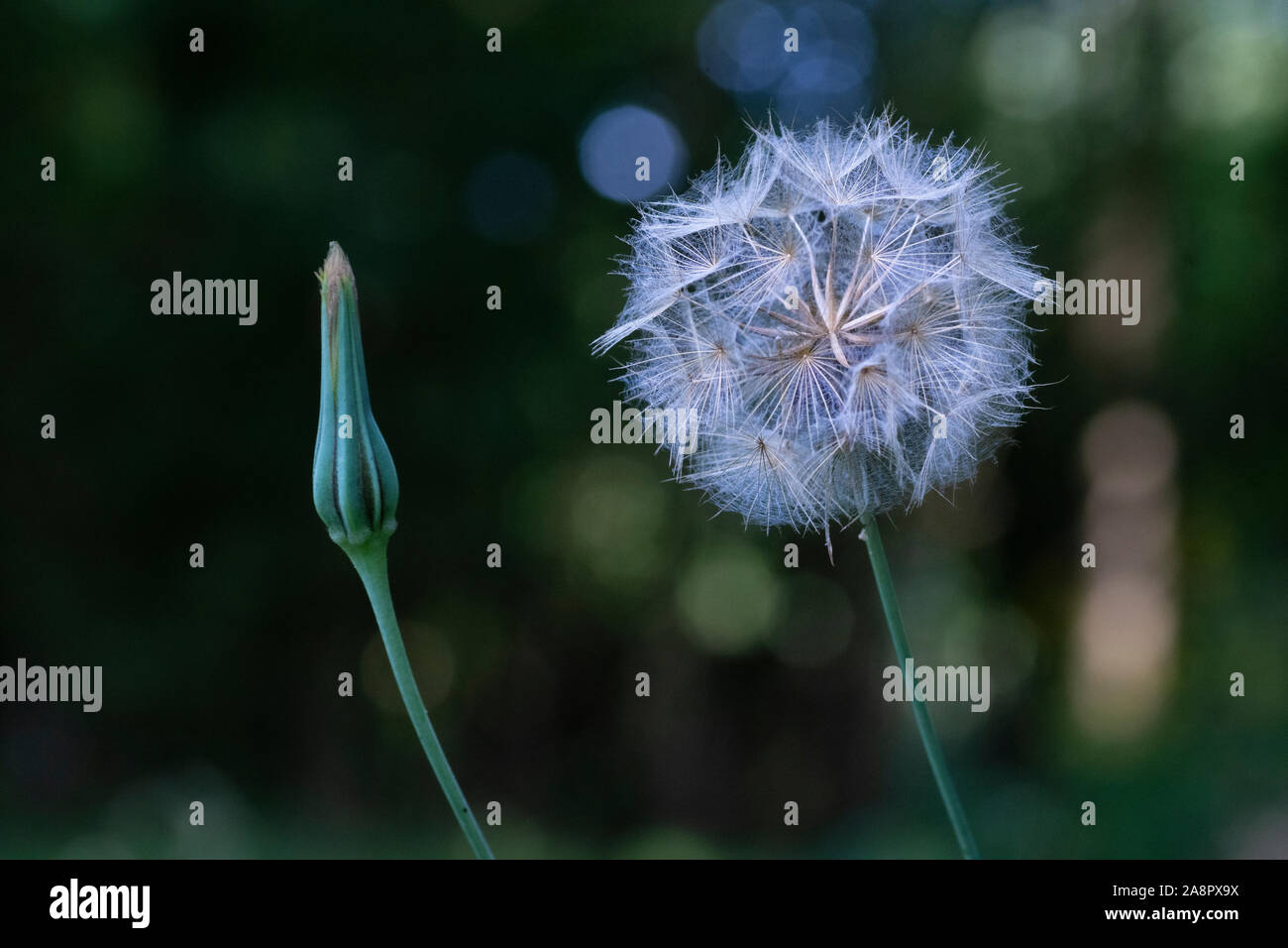 Goat's-beard (Tragopogon pratensis) seed head Stock Photo
