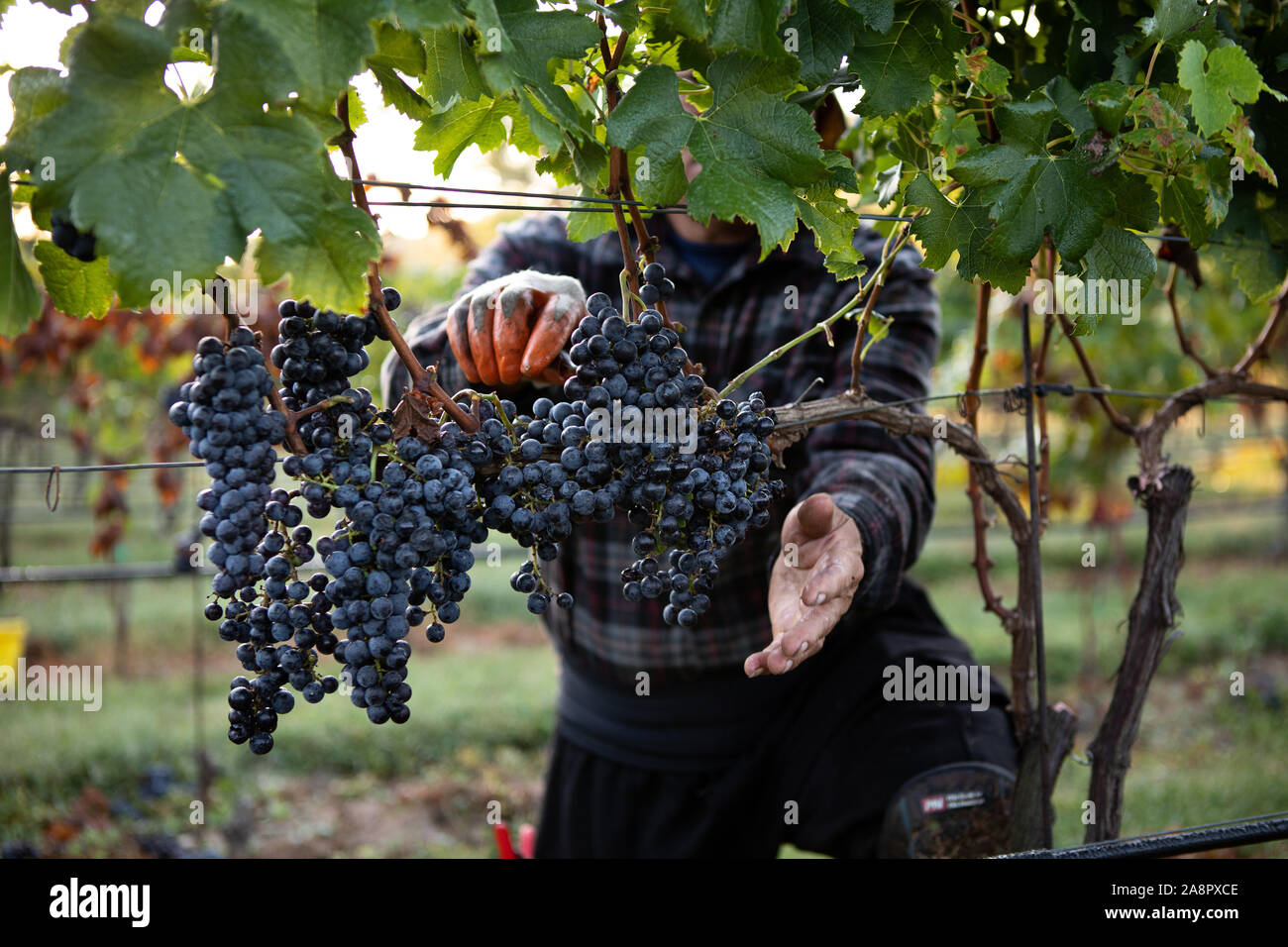 Grape Harvest at Sugarloaf Mountian Vinyard Stock Photo