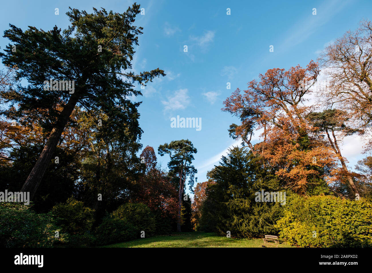 Westonbirt autumn trees hi-res stock photography and images - Alamy