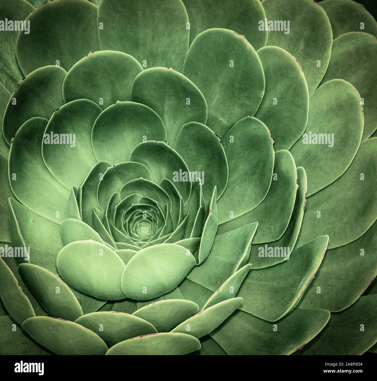 hens & chicks succulent Hens & Chicks — Green Acres Nursery & Supply