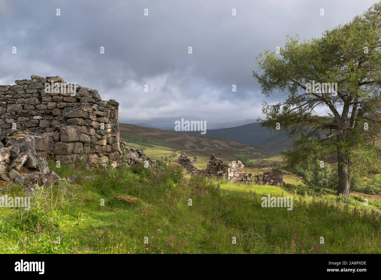 Sunlight Dapples the Ruins of an Abandoned Croft and a Lone Tree on an Overcast Morning at Auchelie in Glen Ey in the Cairngorms National Park Stock Photo