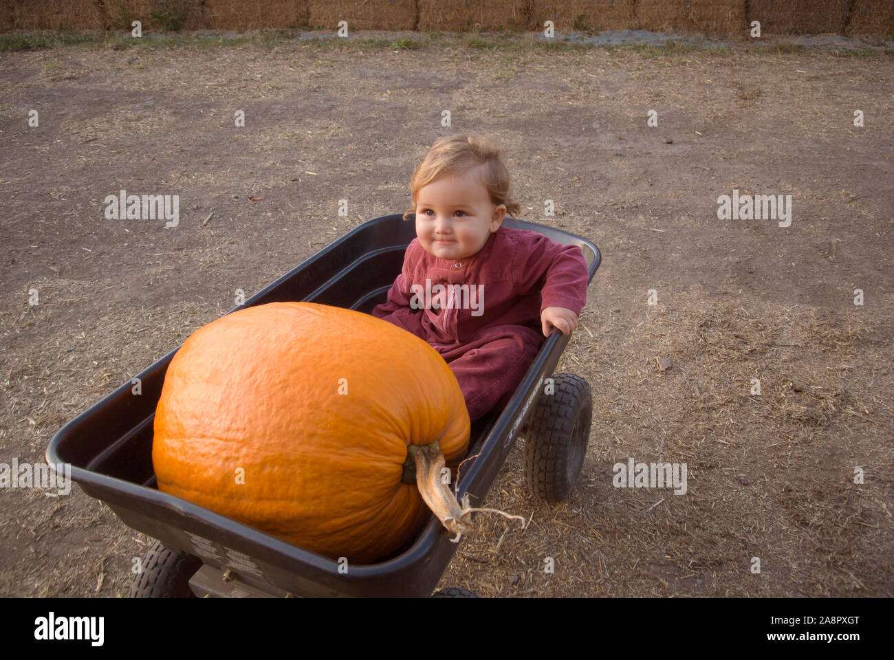 A baby grins while sitting in a cart with a giant pumpkin. Stock Photo