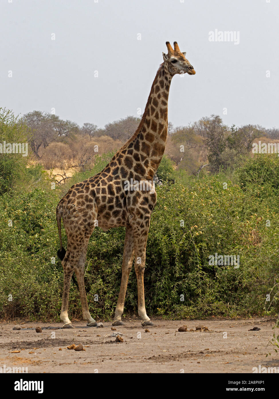 Angolan giraffe standing Stock Photo