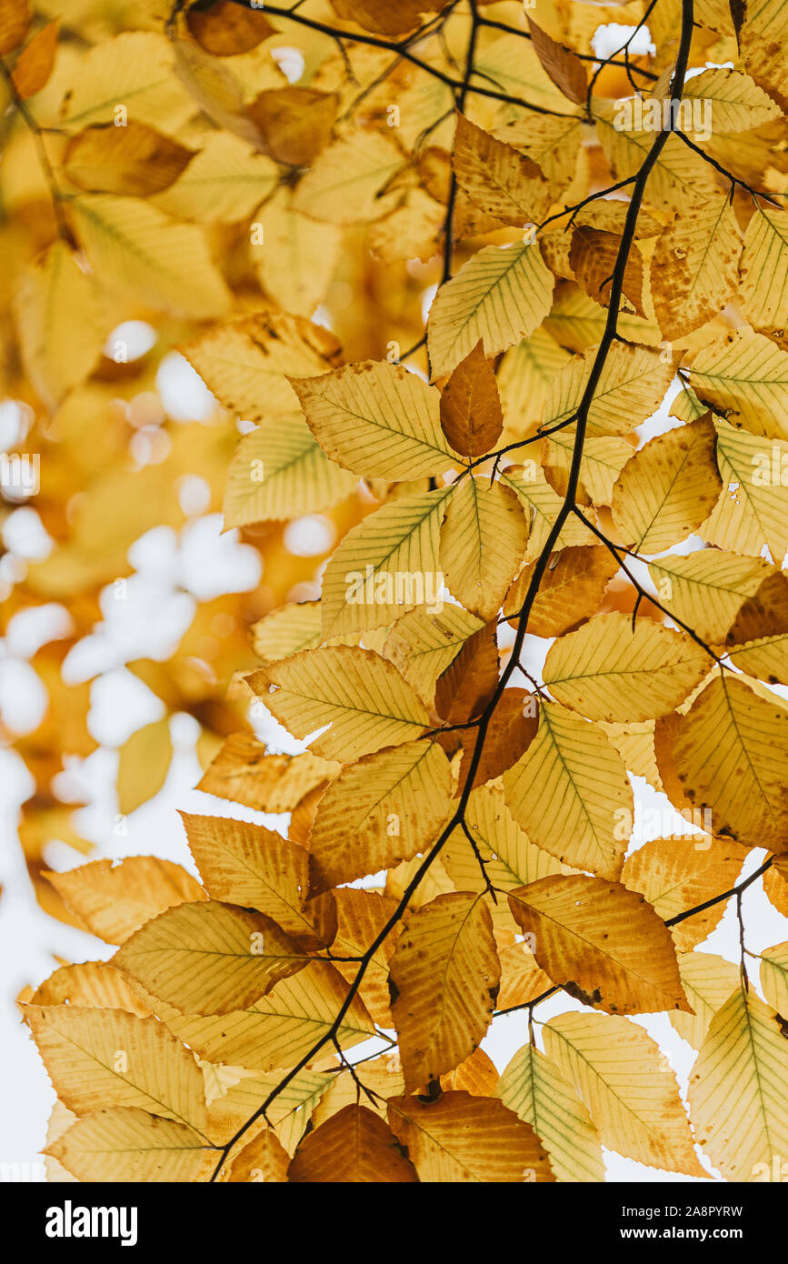 High angle close up of many golden autumn leaves against the sky Stock ...