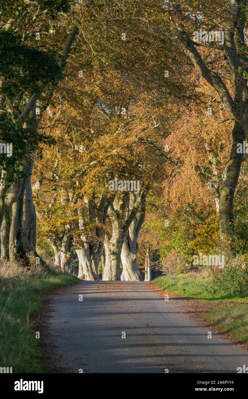 Beech Trees (Fagus Sylvatica) Lining a Sunny Aberdeenshire Country Lane in Autumn Stock Photo