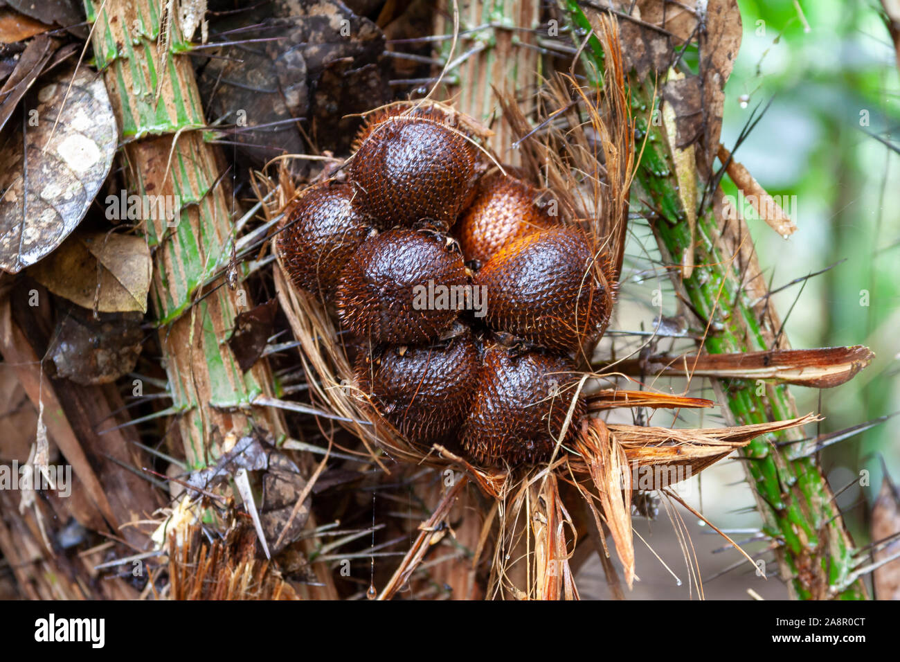 Salak Snake fruit sitting in the tree ready to be plugged. Snake fruit is a delicacy and well know in South East Asia, especially Indonesia. Stock Photo