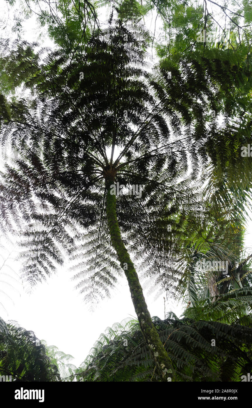 Tree fern seen from below, in a natural environment, in Quindío, Colombia Stock Photo