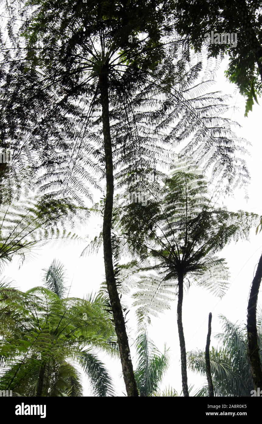 Prehistoric-looking landscape: tree ferns seen from below, against a white, cloudy sky. Quindío, Colombia. Stock Photo