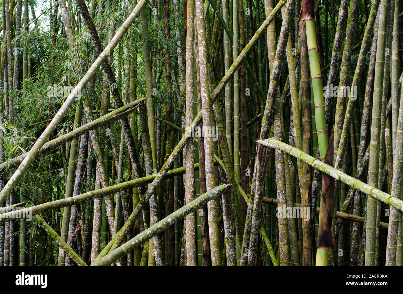 Guadua angusifolia, the largest neotropical bamboo with fungus on its surface Stock Photo