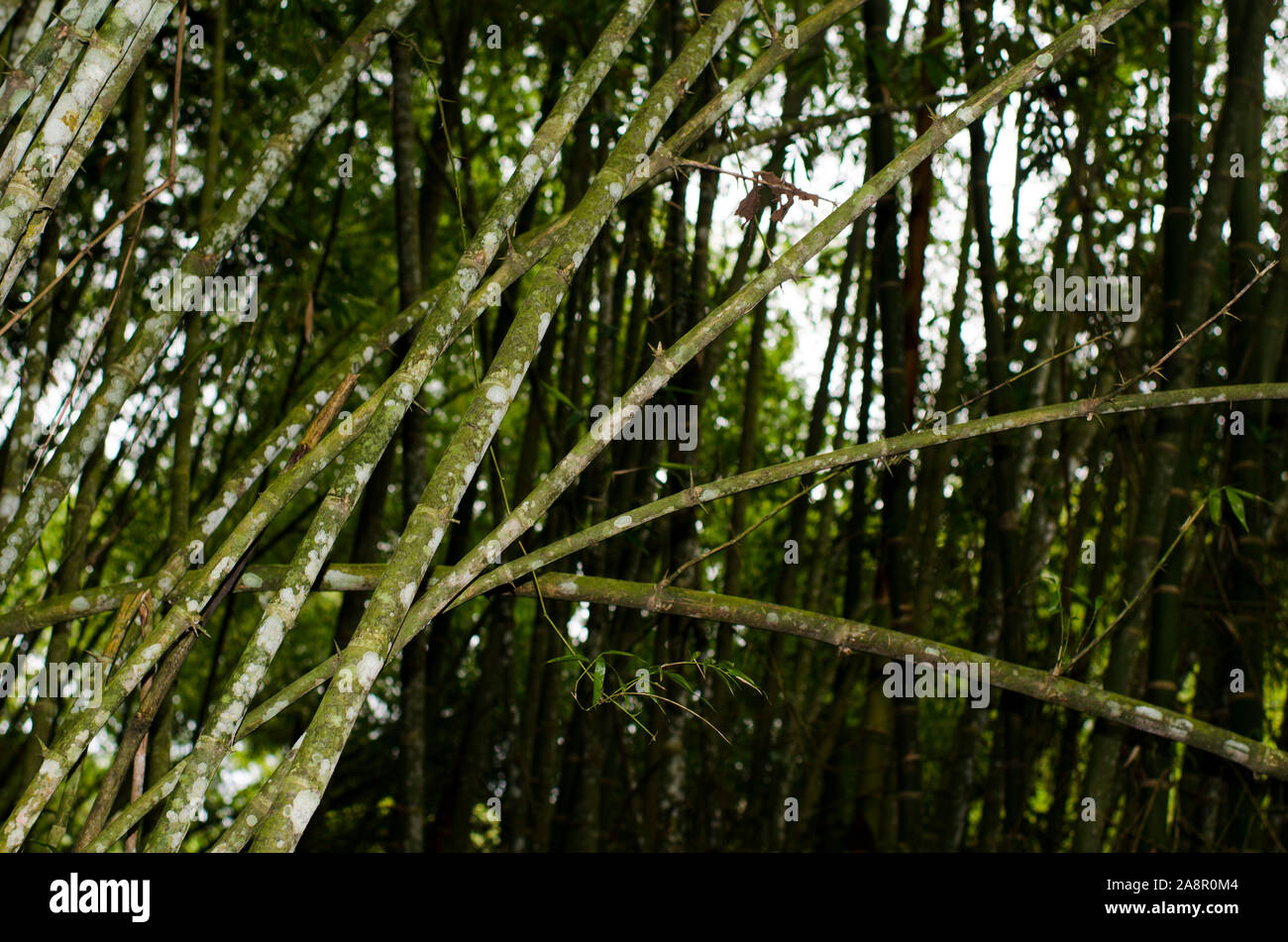 Guadua angusifolia, the largest neotropical bamboo with fungus on its surface Stock Photo