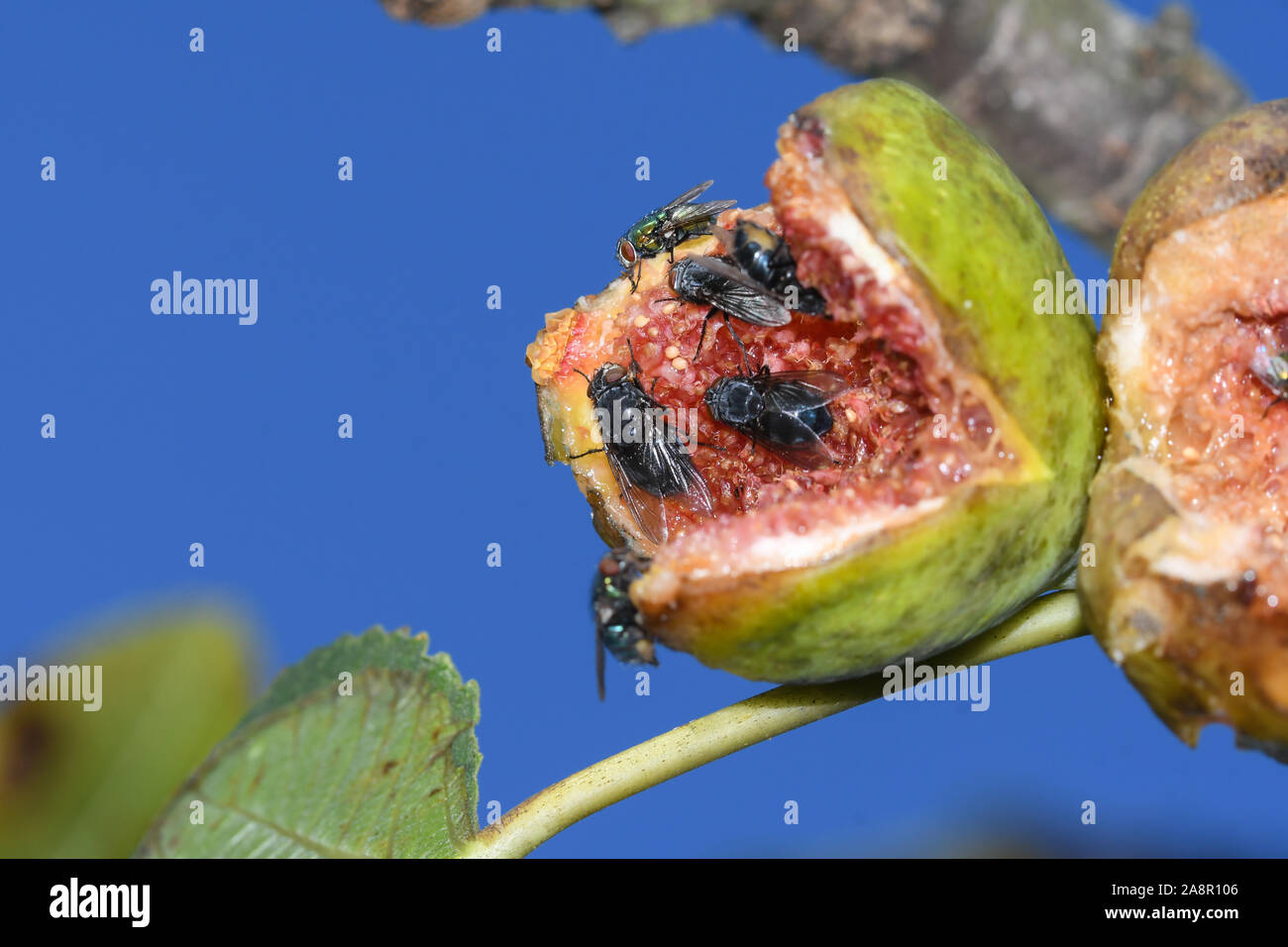 Harmful insects hires stock photography and images Alamy