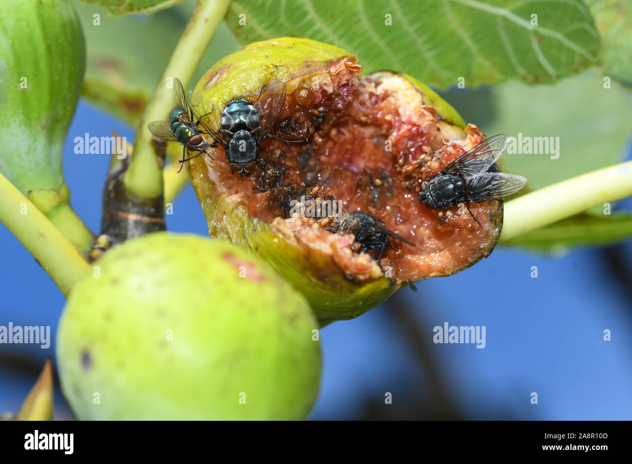 Harmful insects hires stock photography and images Alamy