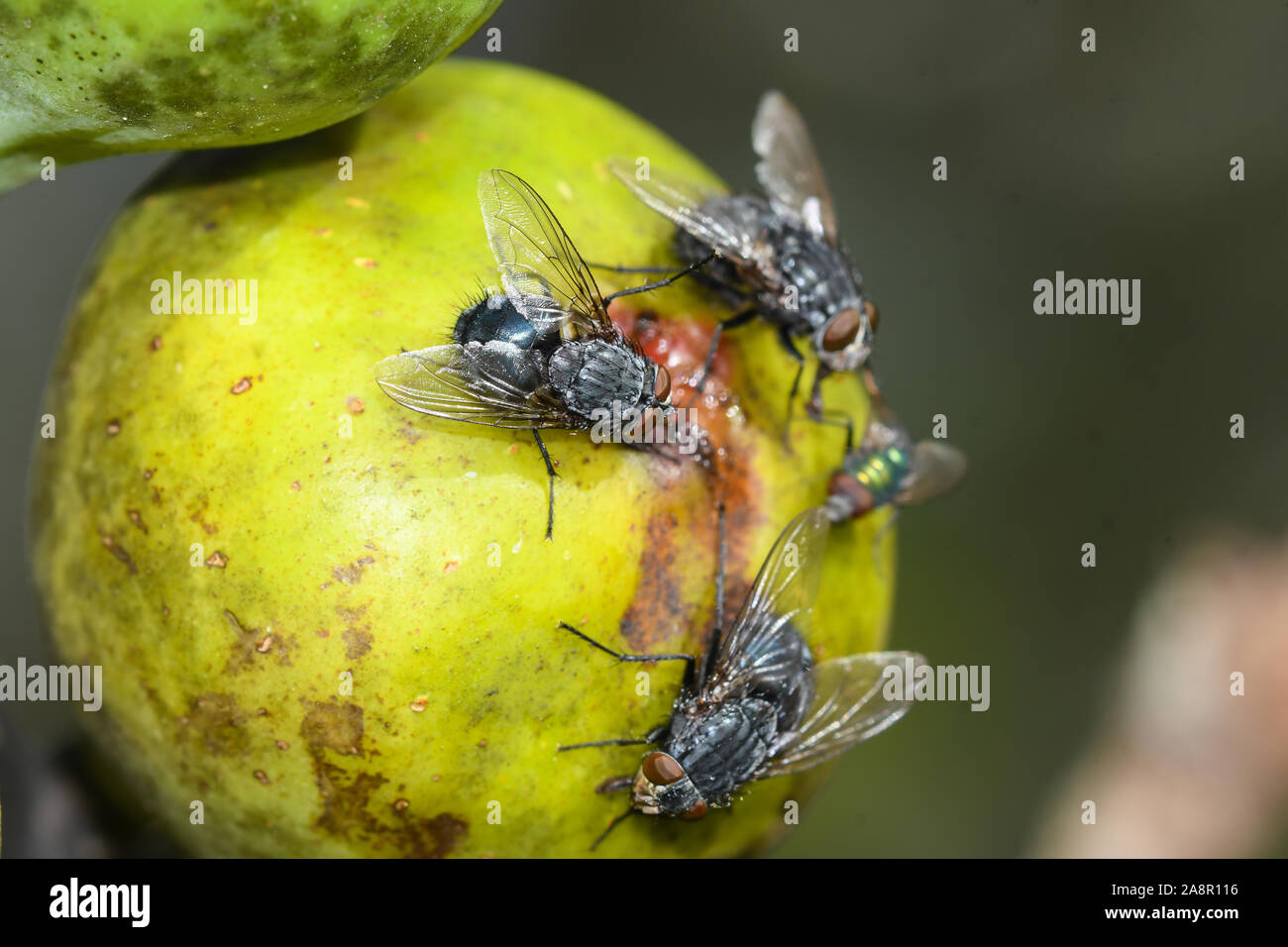 Harmful insects hires stock photography and images Alamy