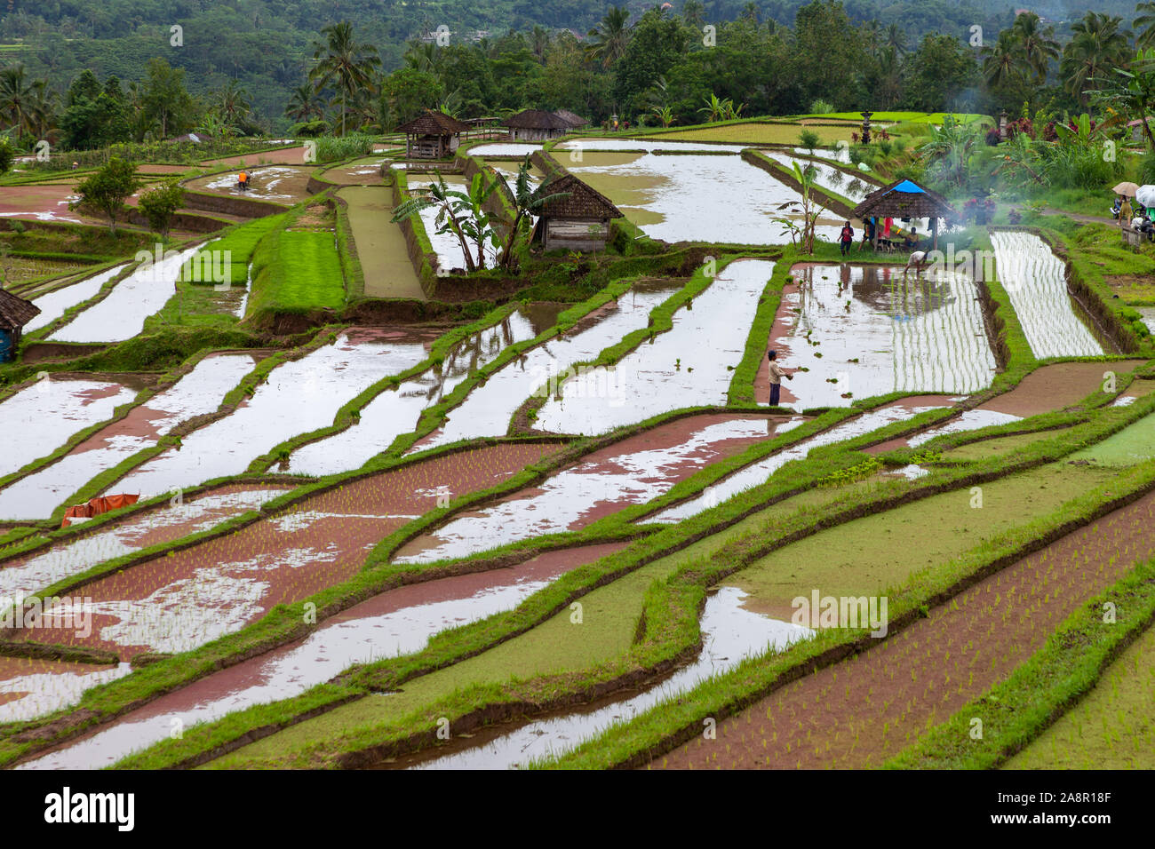Rice terraces of Jatiluwih, Bali, Indonesia. They are flooded with water to help the newly planted rice grow. Everything is still done by hand and som Stock Photo