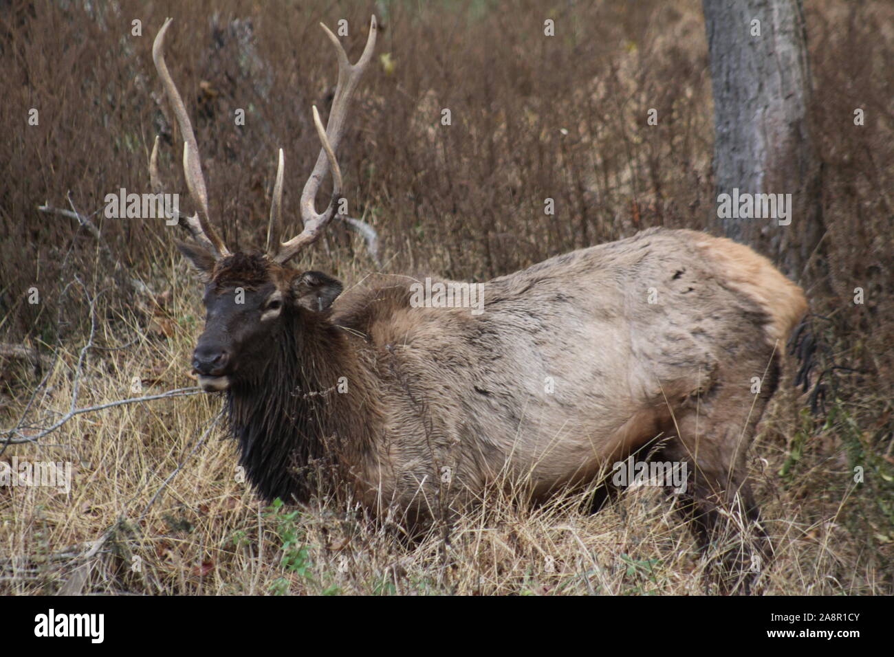 St louis county hi-res stock photography and images - Alamy