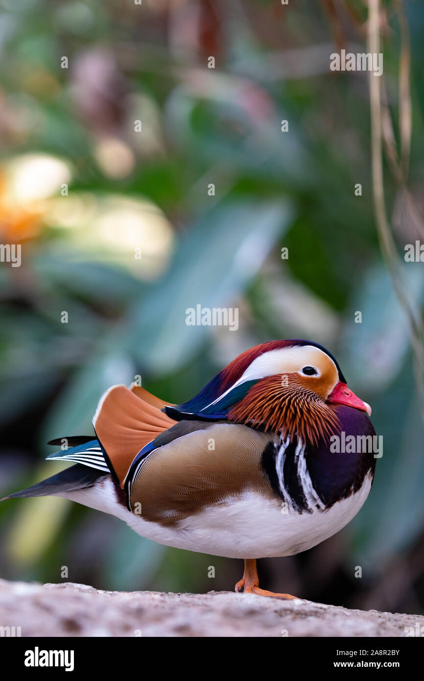 colorful and beautiful mandarian duck close up portrait orientation Stock Photo