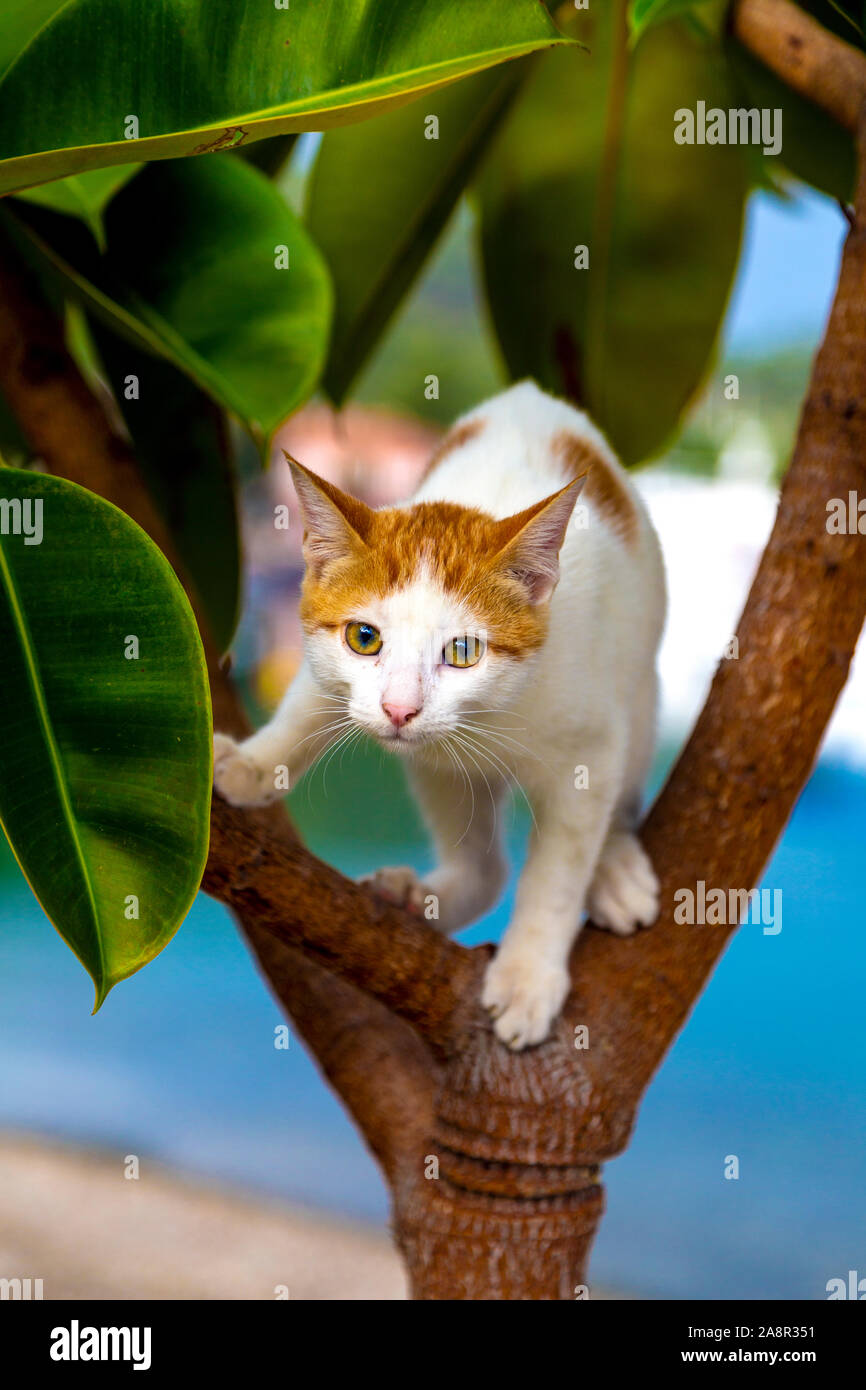 Scared stray cat climbing a tree, running away from a dog Stock Photo
