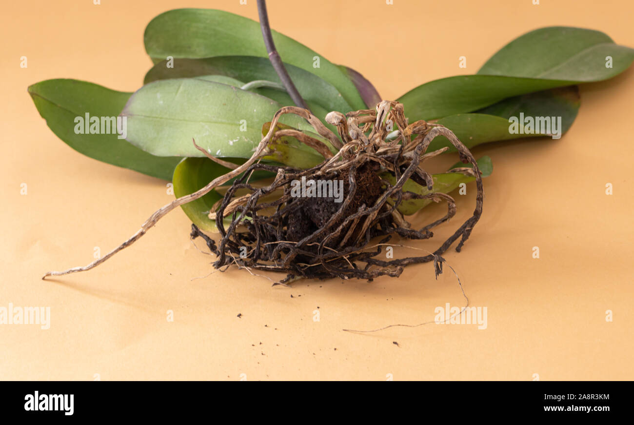 Dried roots of an orchid. How to transplant orchid Concept Stock Photo