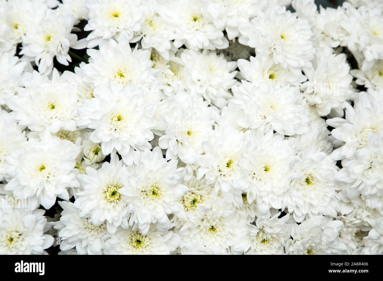 White chrysanthemums close up as background Stock Photo