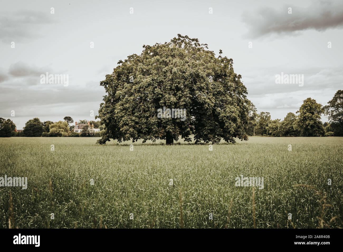 Tree in the middle of a field -Deer grazing @ Dunham Massey,  United Kingdom Stock Photo