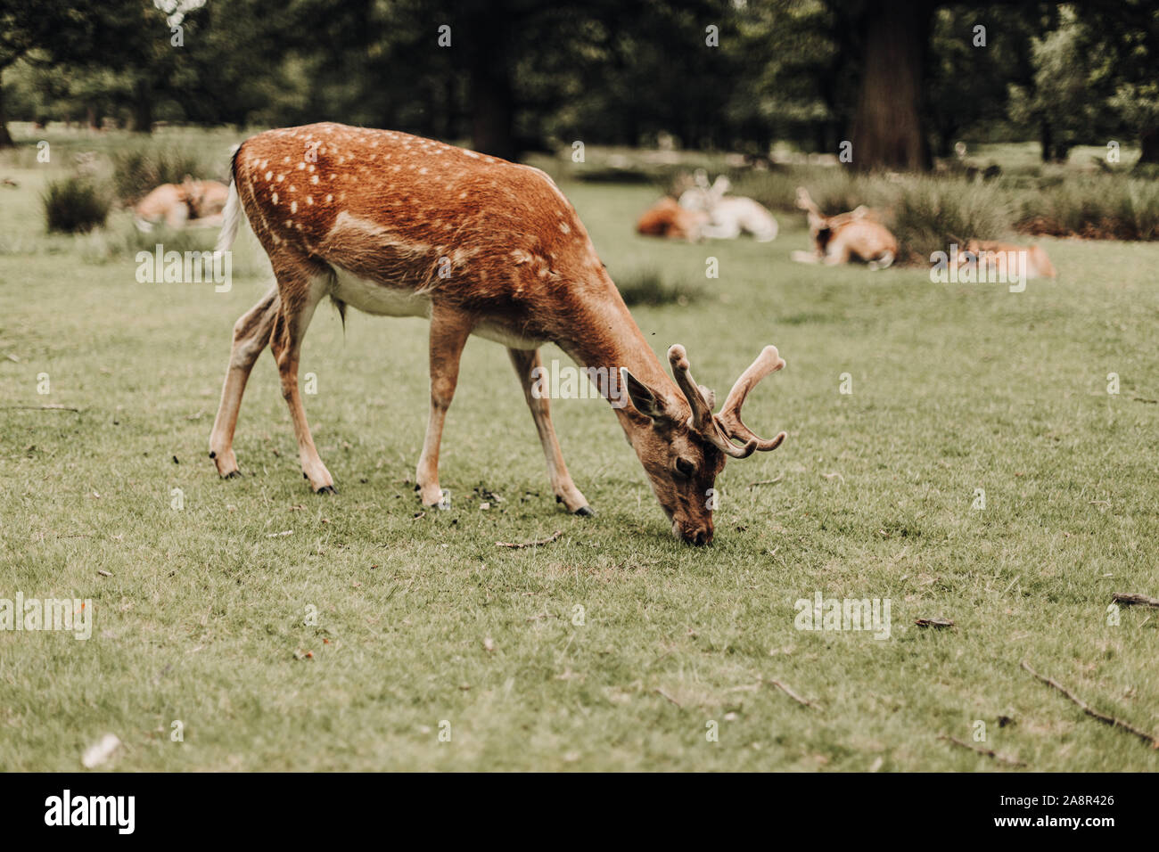 Deer grazing @ Dunham Massey Stock Photo