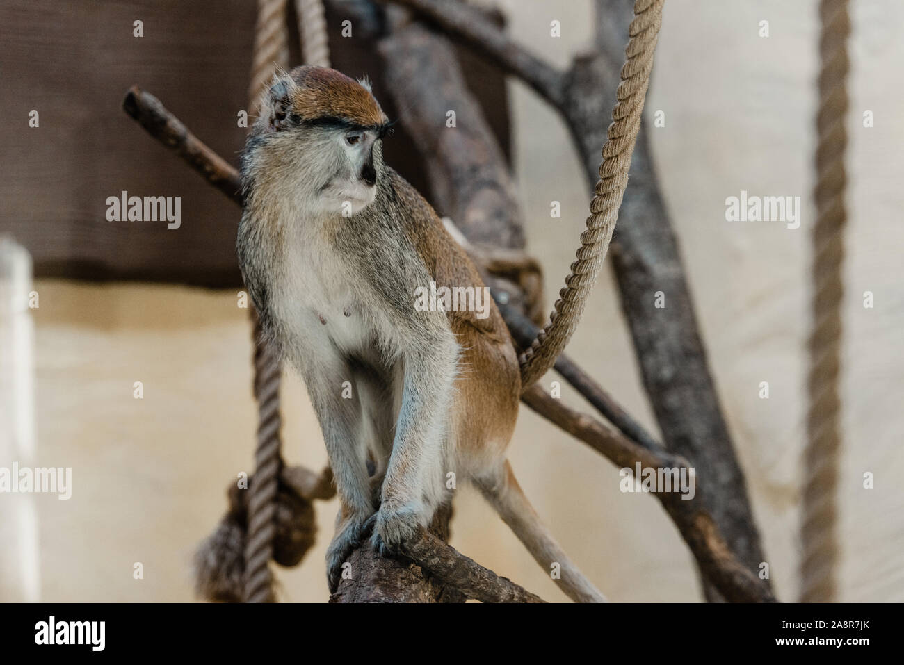 Selective focus monkey sitting hi-res stock photography and images - Alamy