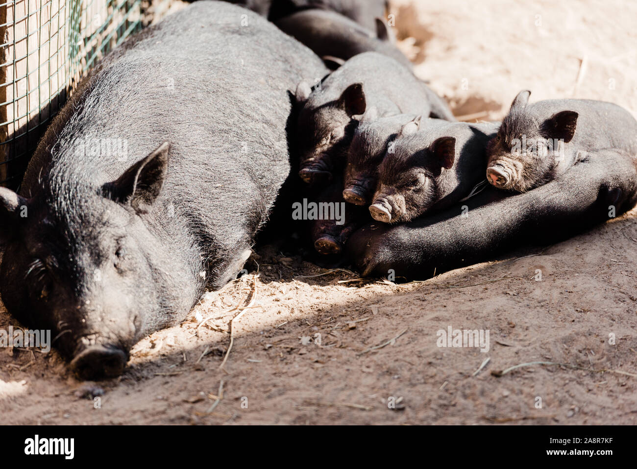 Cute Baby Pigs And Big Pig Lying On Ground Stock Photo Alamy