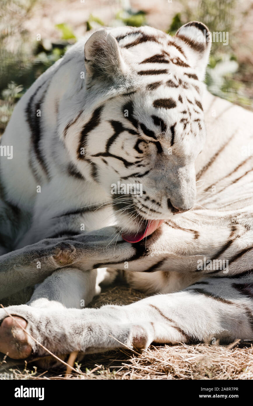 white tiger licking fur while lying on ground Stock Photo