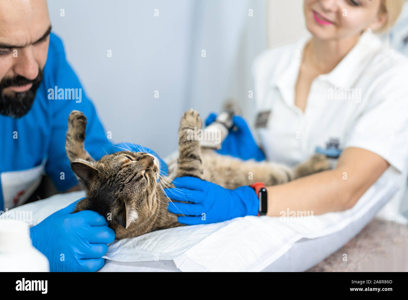 Professional doctors veterinarians perform ultrasound examination of