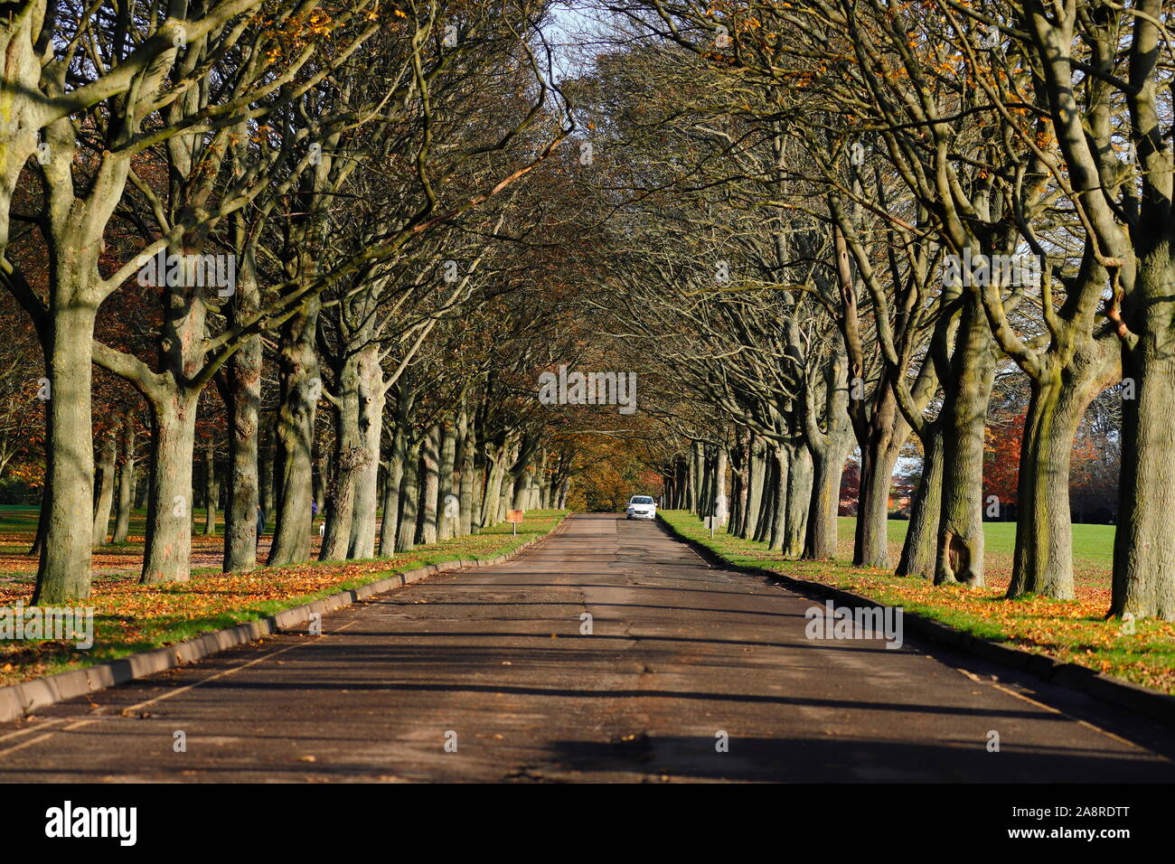 A scenic drive along an avenue at Temple Newsma estate in Leeds. Stock Photo