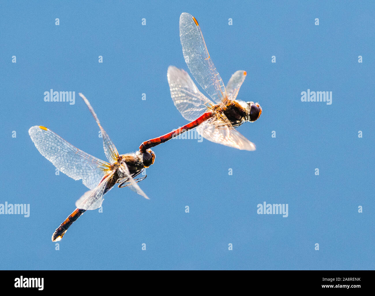 Dragonflies laying eggs Stock Photo