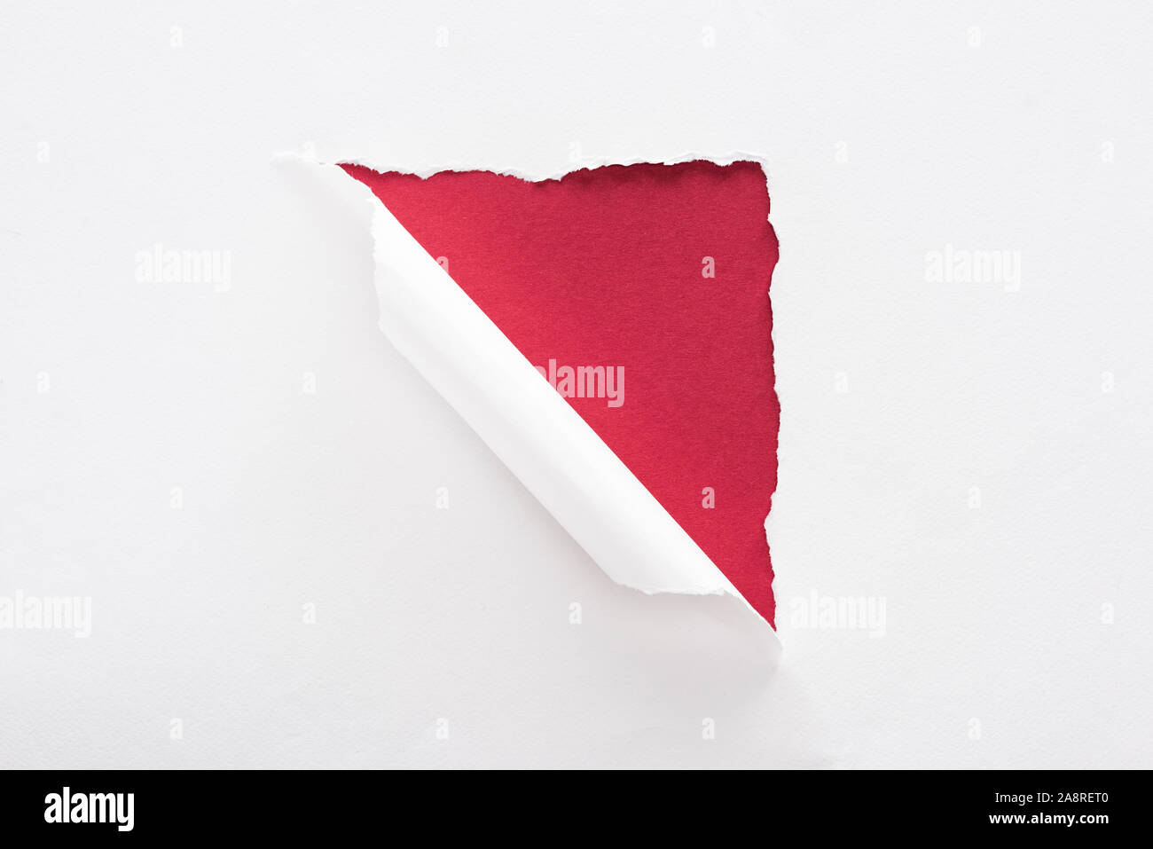 white torn and rolled paper on deep red background Stock Photo