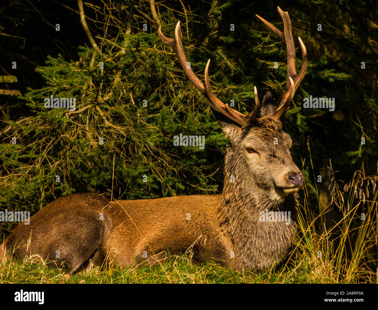 Red deer in the woods of Western Norway in autumn. Stock Photo