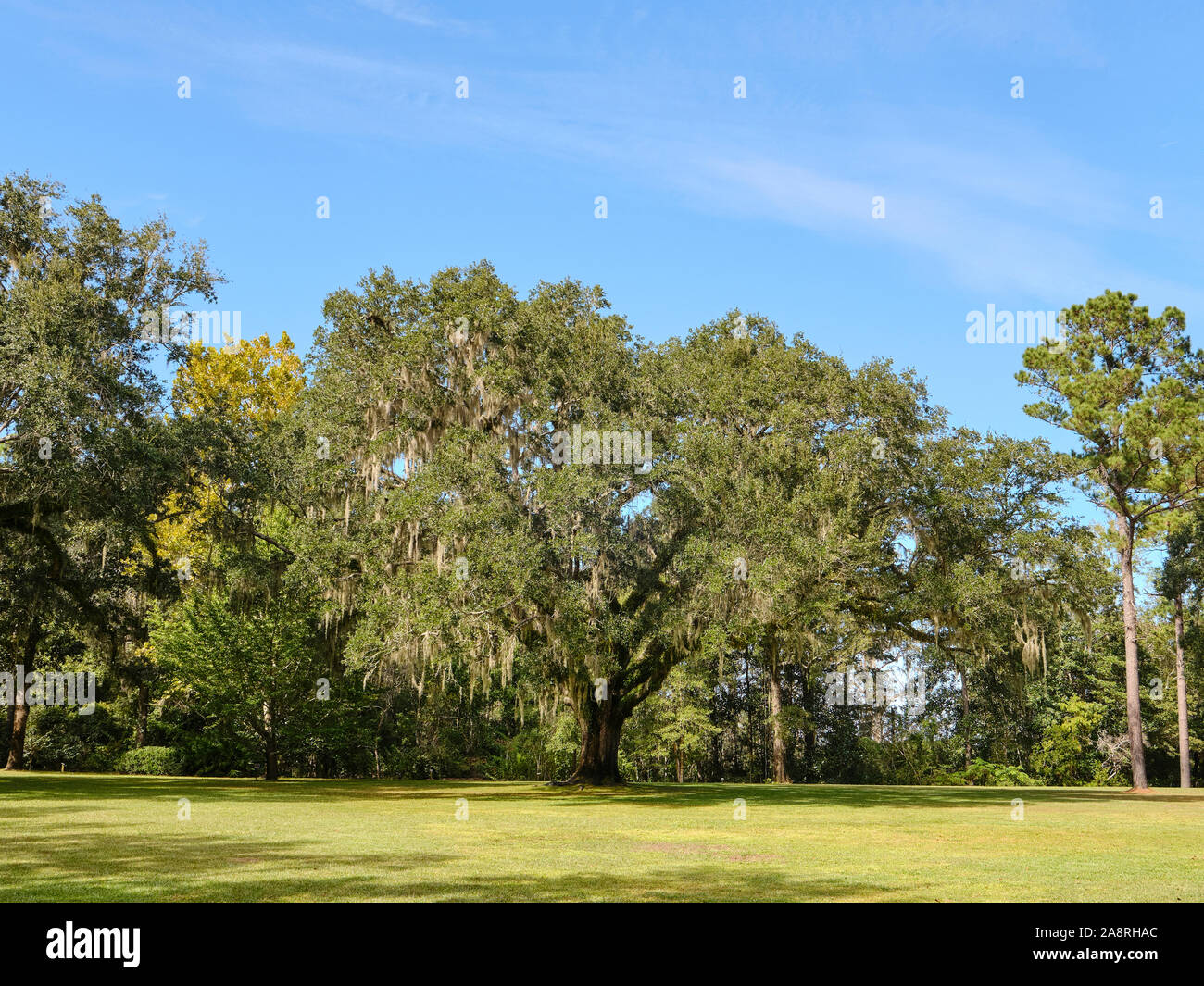 Large or massive live oak tree, quercus virginiana, standing in a large lawn area in Eden Gardens State Park, Santa Rosa Beach Florida, USA. Stock Photo