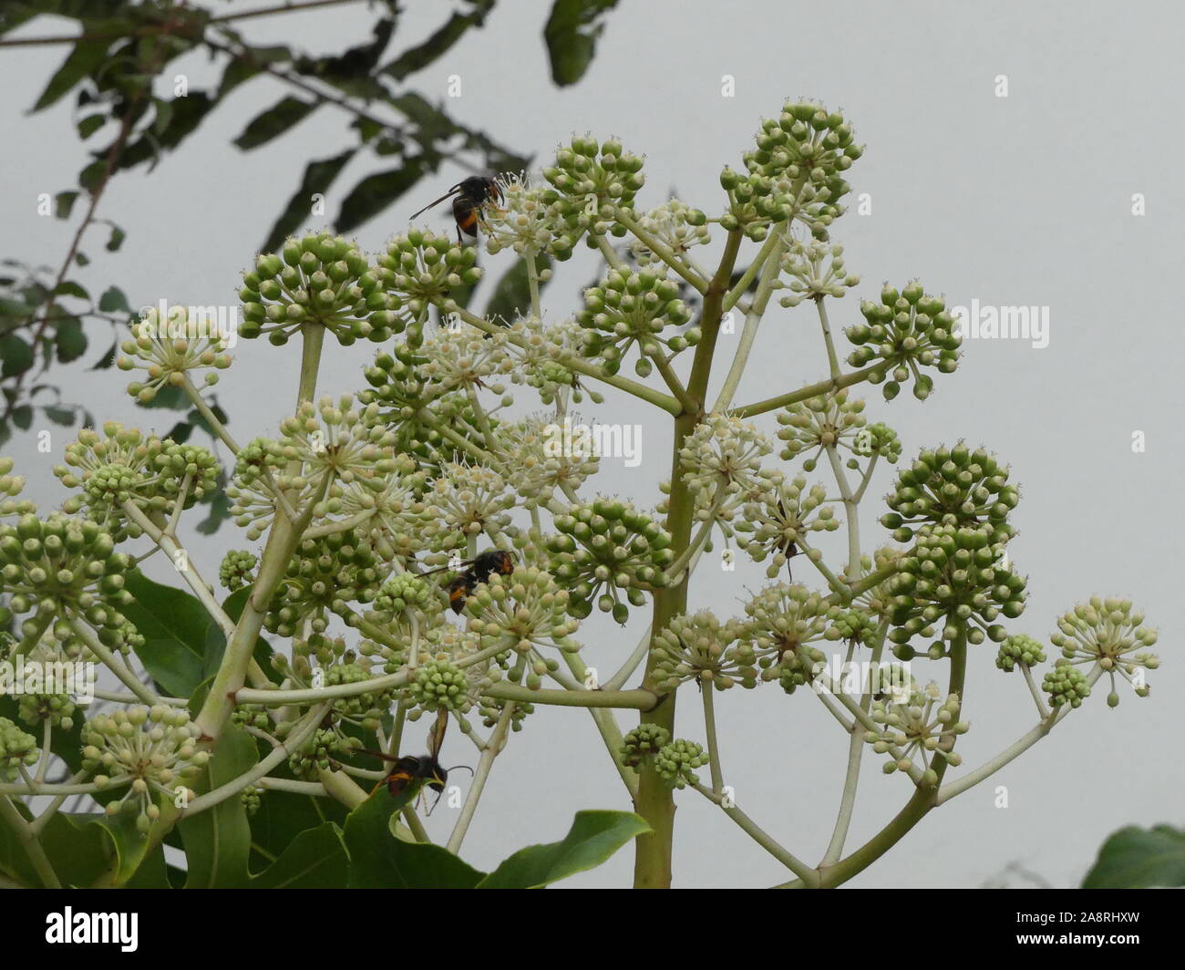 Invasion of asian hires stock photography and images Alamy