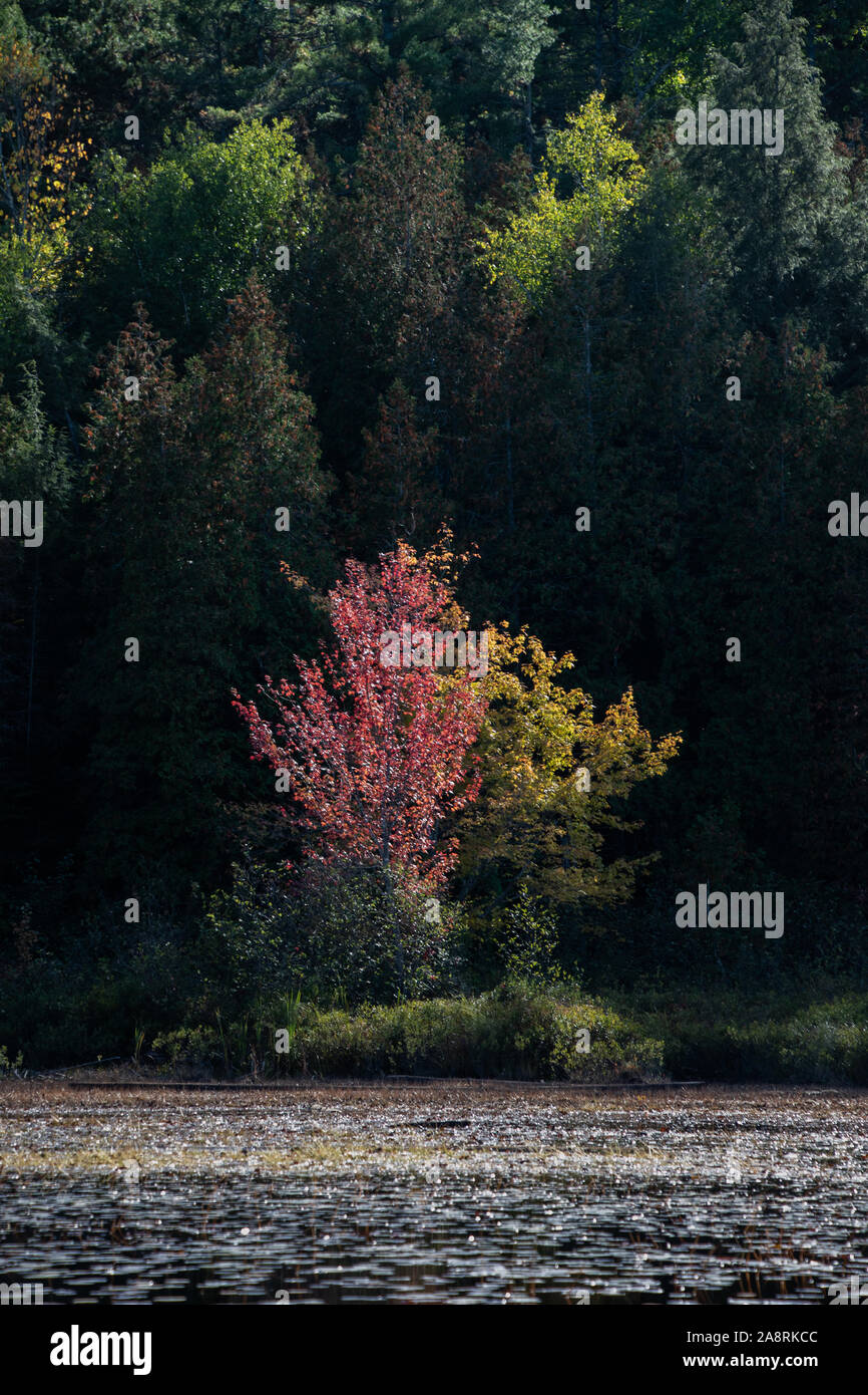 Trees on the shore selectively lit in late day low sun in autumn Stock Photo