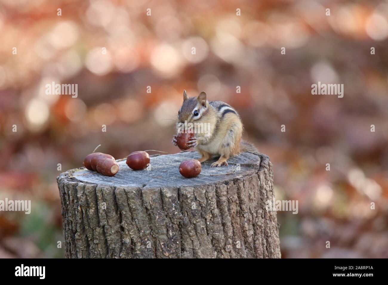 An eastern chipmunk finding acorns in the Fall Stock Photo