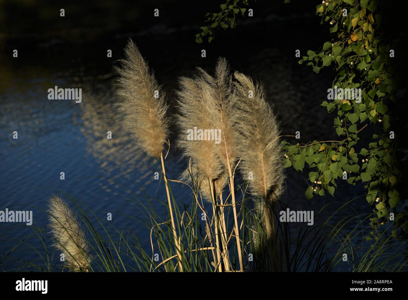 White pampas grass on Mirror lake. Stock Photo