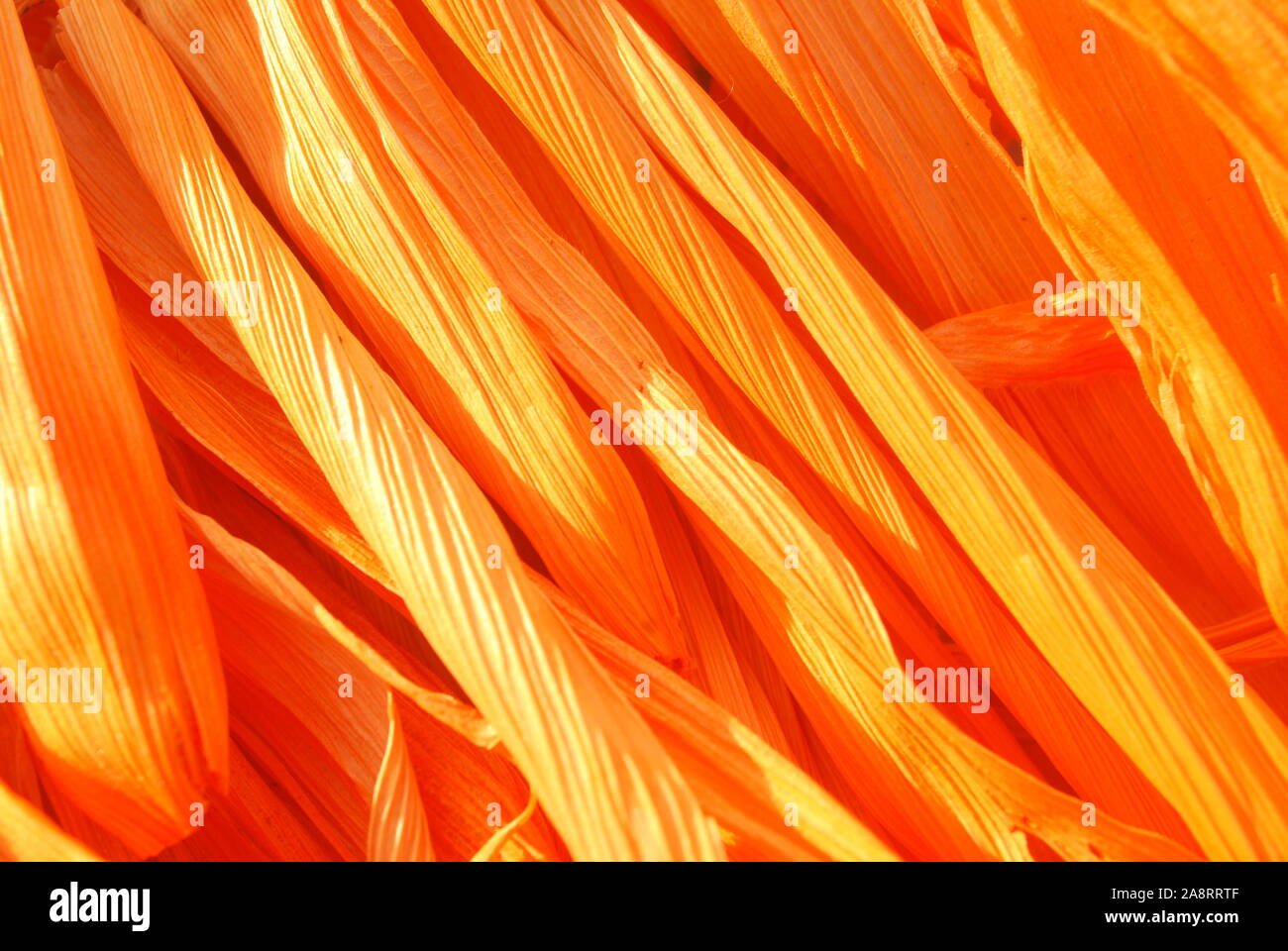 Dried corn husk dyed in dark orange. For making krathong Stock Photo