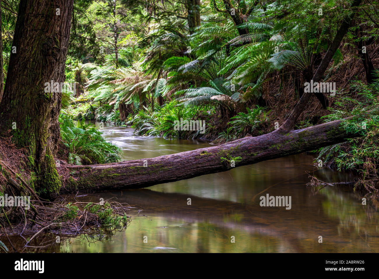 Large ferns and a stream in the Californian redwood forest in the Great Otway National Park in Victoria, Australia Stock Photo