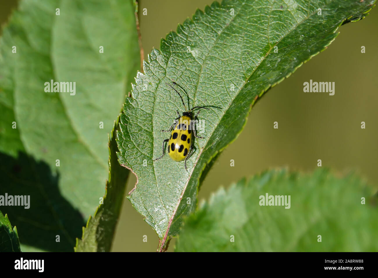 Spotted Cucumber Beetle on Leaf in Autumn Stock Photo