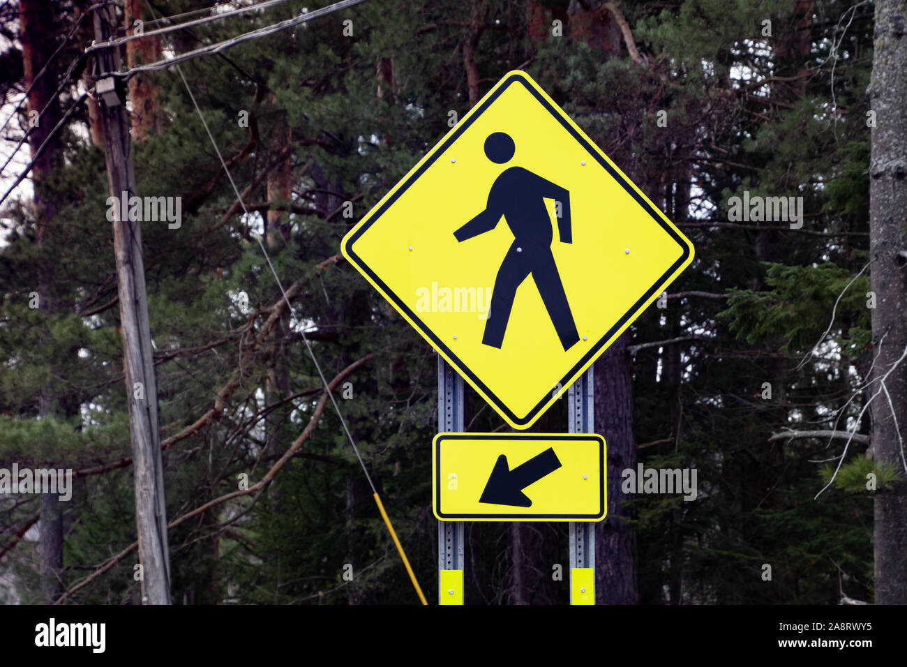 A bright yellow pedestrian crossing traffic sign with a dark green evergreen tree background in Speculator, NY USA  warning motorists of a crossing. Stock Photo