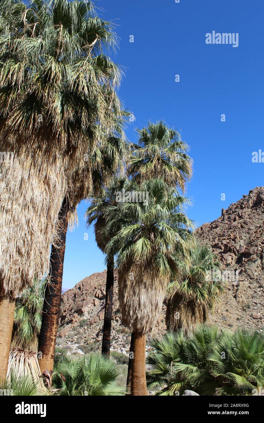 49 Palms Oasis of Joshua Tree National Park in the Southern Mojave
