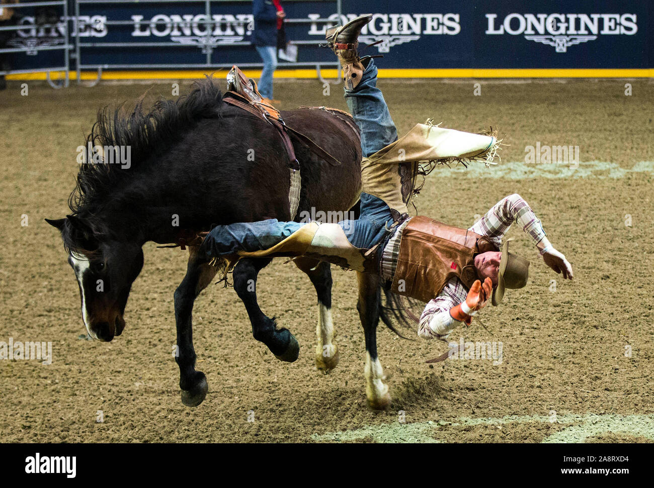 Toronto, Canada. 10th Nov, 2019. Cowboy Ritchie Welch of Canada falls down from his horse during the Bareback competition of the Rodeo at the 2019 Royal Agricultural Winter Fair in Toronto, Canada, Nov. 10, 2019. About 30 riders from Australia, Brazil, Canada and the United States took part in this annual event. Credit: Zou Zheng/Xinhua/Alamy Live News Stock Photo